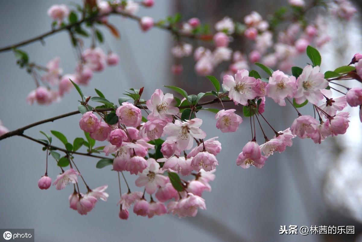 关于海棠花诗词名句（38首海棠花诗词）