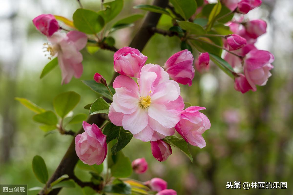 关于海棠花诗词名句（38首海棠花诗词）