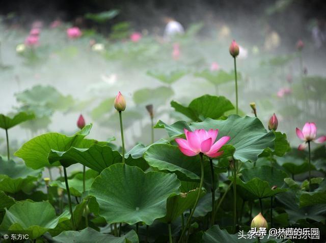 荷花诗词大全赏析（赞美荷花的经典佳句）