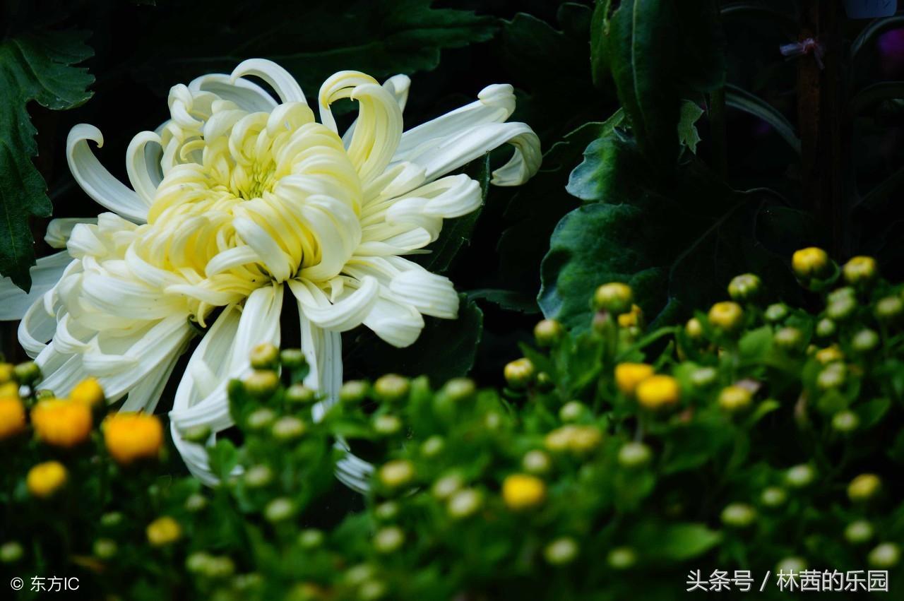 菊花经典诗句大全（歌咏菊花的20首经典诗词）