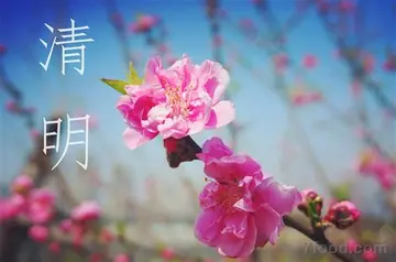 清明节的魅力作文650字（最美的风景）