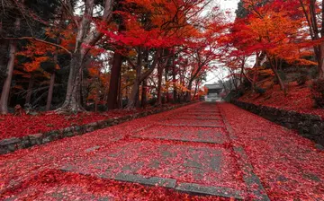 那些乡村的风景作文（《美好的风景》）