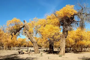 那些乡下的风景作文（《别样的风景》）