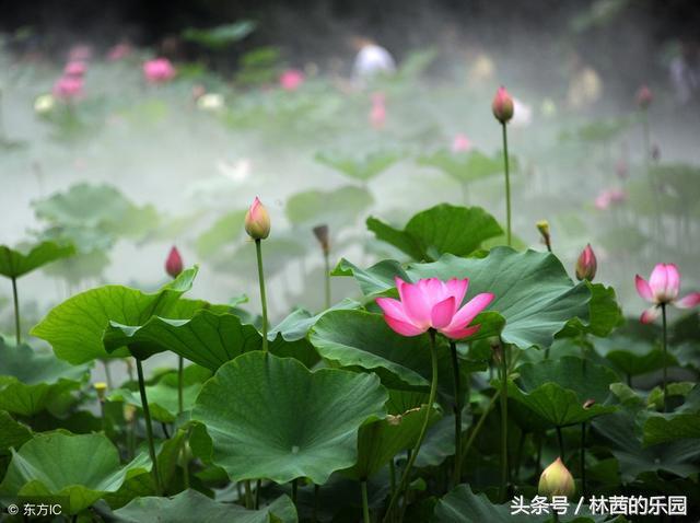 赞美避暑诗词唯美（10首盛夏避暑的唐诗宋词）