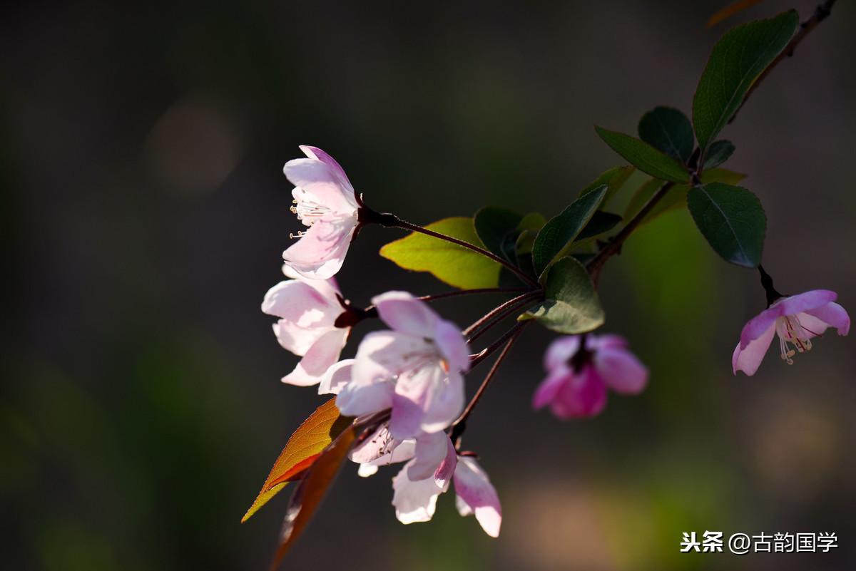 有关海棠的唯美诗句（海棠诗词鉴赏）