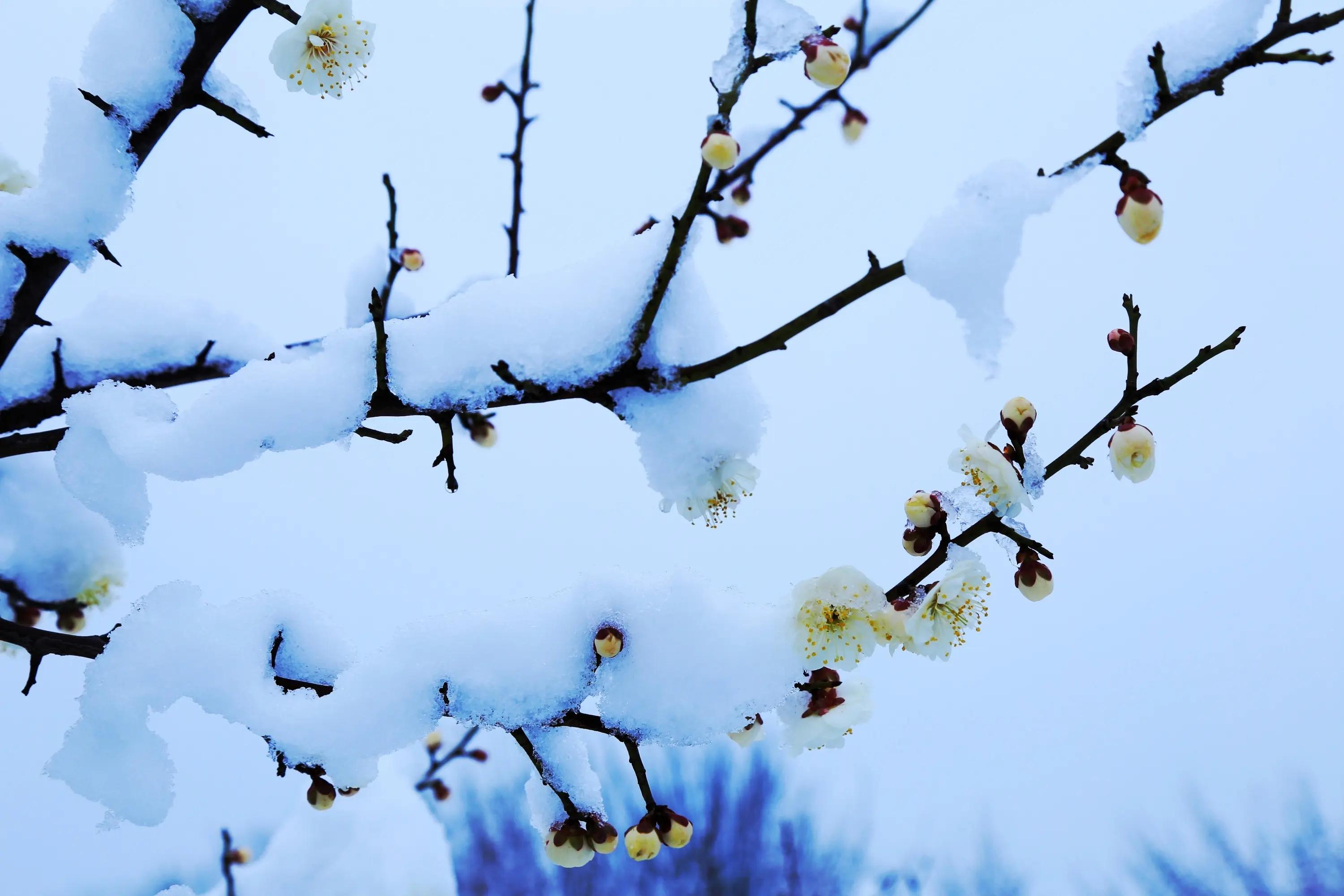 赞美梅花的优美古诗句（七首梅花诗）