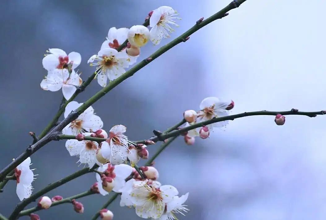 赞美梅花的优美古诗句（七首梅花诗）