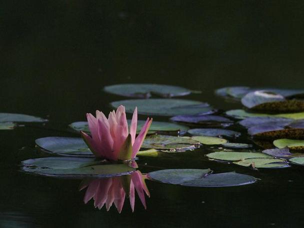 关于睡莲的优美句子（清晨绽放的花海）