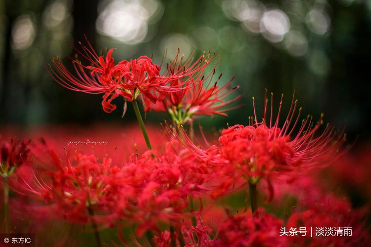 有关花开的唯美诗句的好句子有哪些（三月花开，春暖花香）