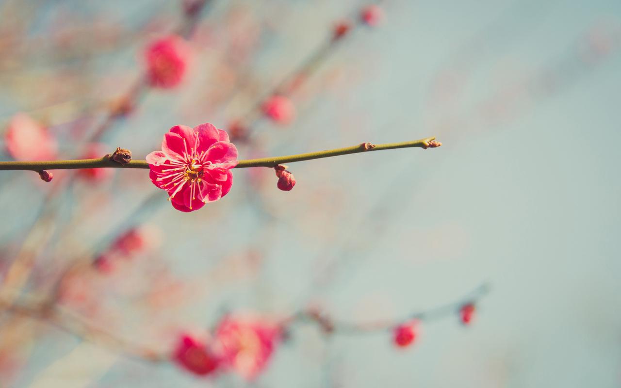 赞美梅花的简短优美诗句（梅花，淡雅孤傲）