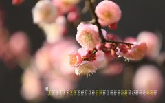 赞美梅花的简短优美诗句（梅花，淡雅孤傲）