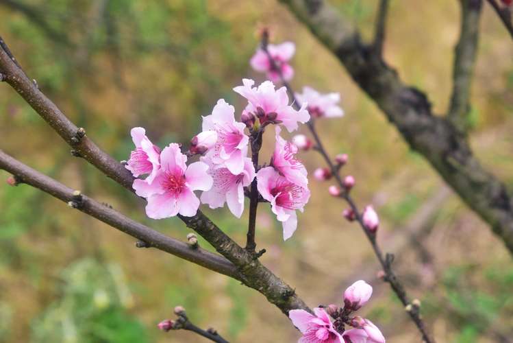 带花的诗句50句（25个带花的唯美诗句，让你沉浸在花海中）