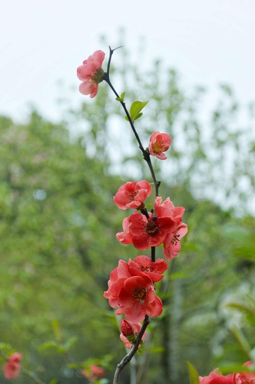 有关描写春天百花盛开的唯美诗句的句子是（春日的花海）