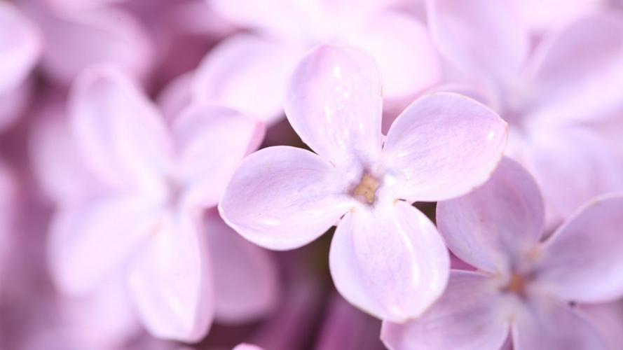 有关赞美丁香花的优美唯美诗句的短句子（丁香花的美丽神韵）