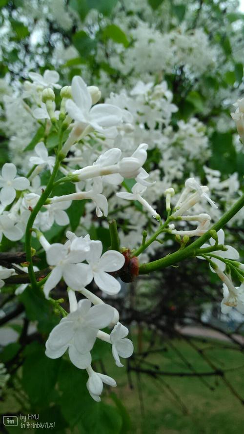 赞美丁香花香气宜人的诗句（品味丁香花的神韵）