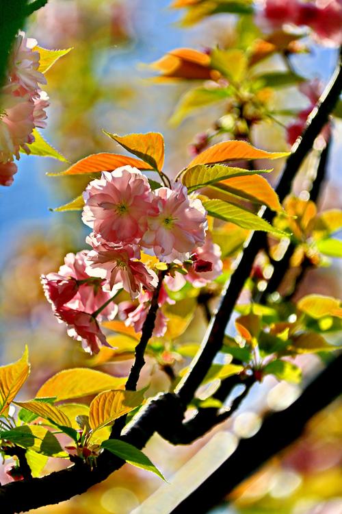 描写春花的诗句景色的诗句有哪些（春花绚丽——花开诗意）