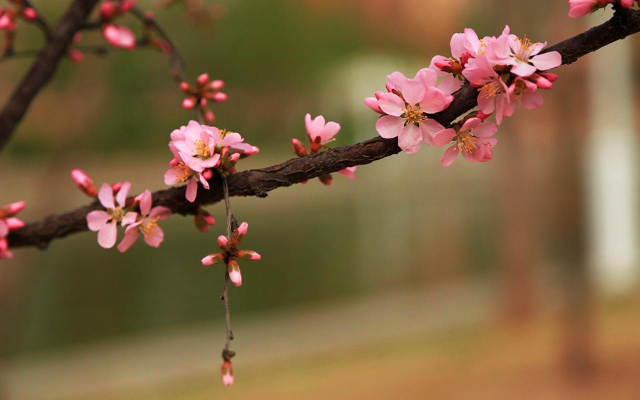 关于桃花的优美诗句（桃花之美——春日赏花）