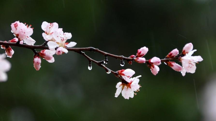 和春天的诗句（万物复苏，万象更新；唯美诗句，悦目惬意；春天，一片花香，一片欢乐。）