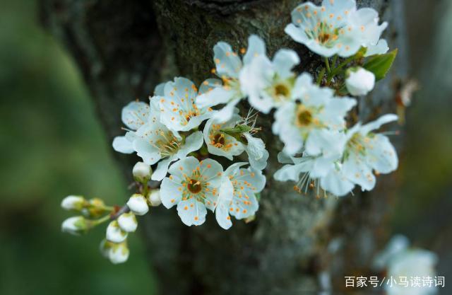 含有春风的诗句100首（带着春风，走近唯美）