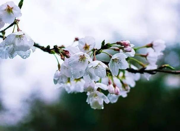 春雨绵绵的描写唯美句子（春雨绵绵，洒落在大地上的天空琼浆玉露）