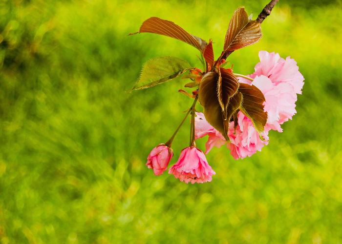 描写春天樱花盛开的优美句子（樱花盛开，春色满园）