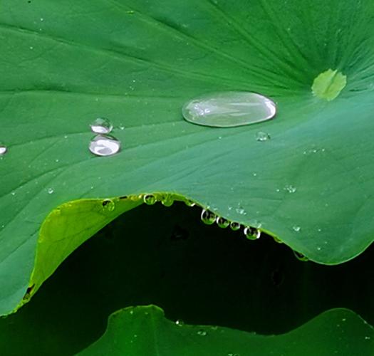 关于夏雨的唯美诗句（《夏雨》——探寻大自然之美）