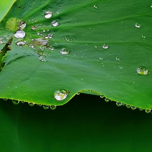 关于夏雨的唯美诗句（《夏雨》——探寻大自然之美）