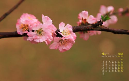 关于带有桃花的诗句（《桃花如约，唯美诗篇》）