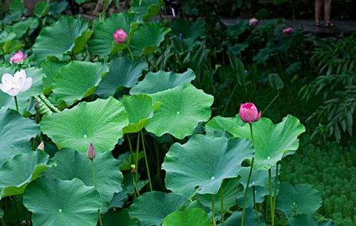 有关描写花园景色的唯美句子的句子摘抄（《花园四季》——唯美花园景色的描写）