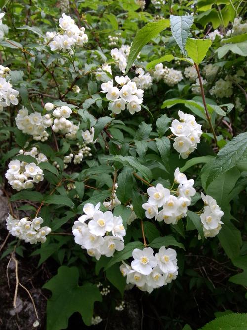 有关山花烂漫的优美唯美句子的短句（山花烂漫）