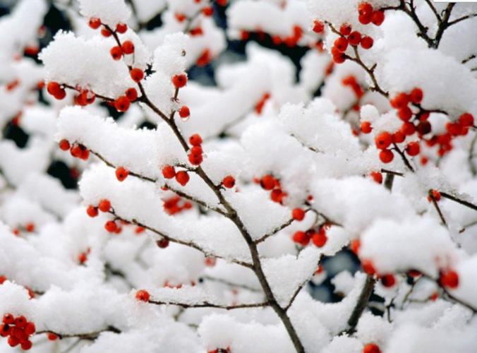 关于描写冬天的优美诗句大全（漫步雪景，寻觅唯美）