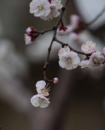 有关杏花的唯美说说（杏花情韵）