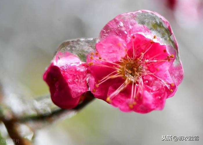 形容梅花的短句子（梅花之美）