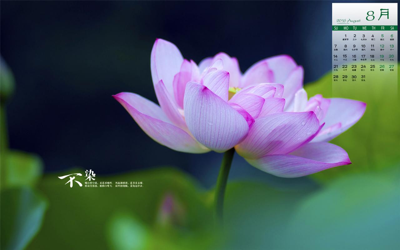 写与荷花有关的诗句（荷花唯美诗句|梦幻花海|莲）