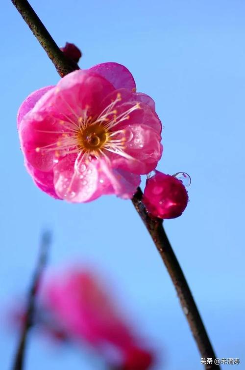 有关梅花的唯美经典语录（梅花的唯美世界）