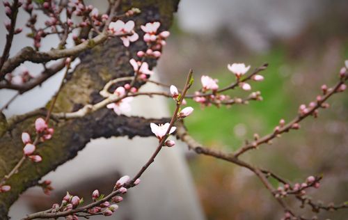 写关于桃花的诗句和诗（《桃花谷中梦》）