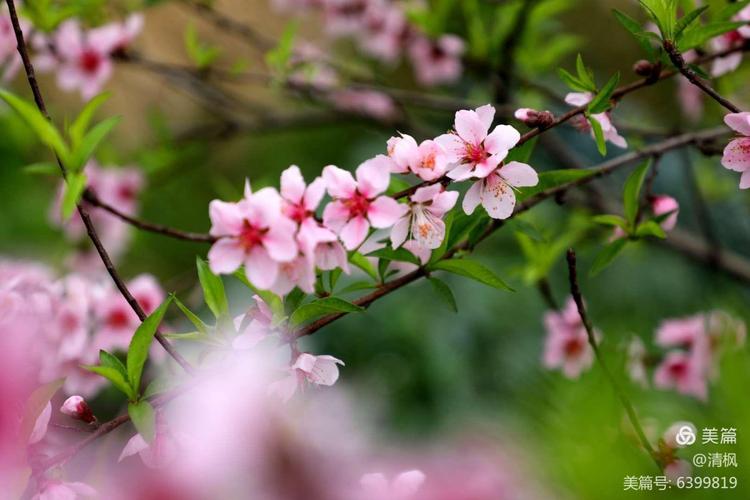 写关于桃花的诗句和诗（《桃花谷中梦》）