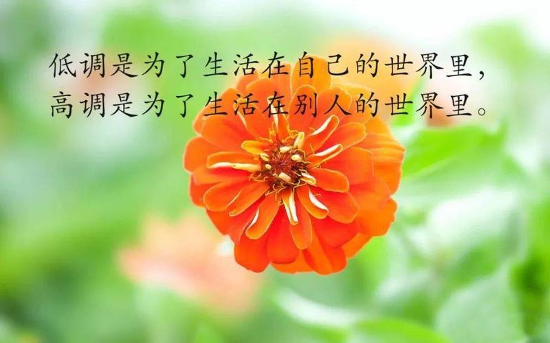 有关充满哲理的生活唯美句子的句子（生活的哲理：寻找生活中的美）