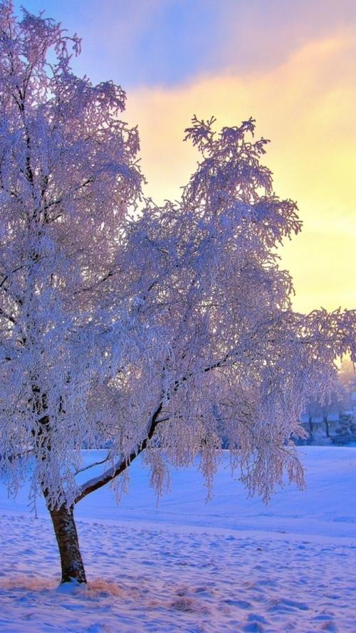 有关雪景的唯美唯美句子的句子简短（雪中静谧，素心韵味）