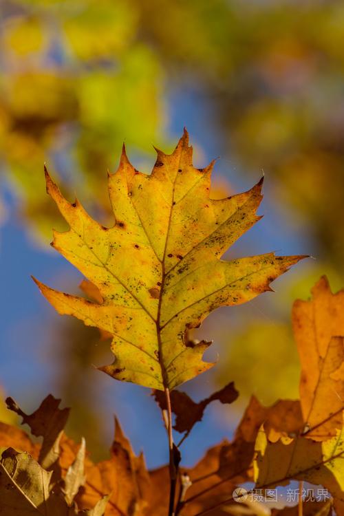 描写秋天的树叶的作文300字（《探寻树叶的奥秘，寻找自己的勇气和信心》）