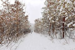 以家乡的雪为话题的作文怎么写（《雪***缘——家乡的冬日故事》）