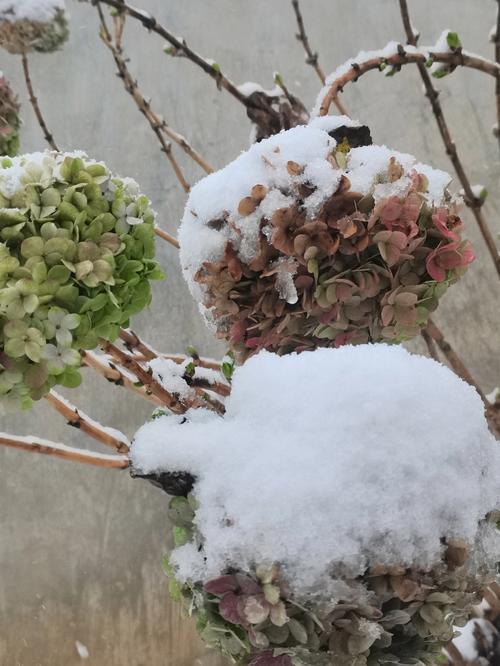 描写南方雪景的句子作文（《雪花飘落的季节里，来自南方的温暖故事》）