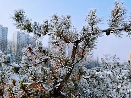 昨天晚上下了一夜的雪作文（《雪夜故事》）