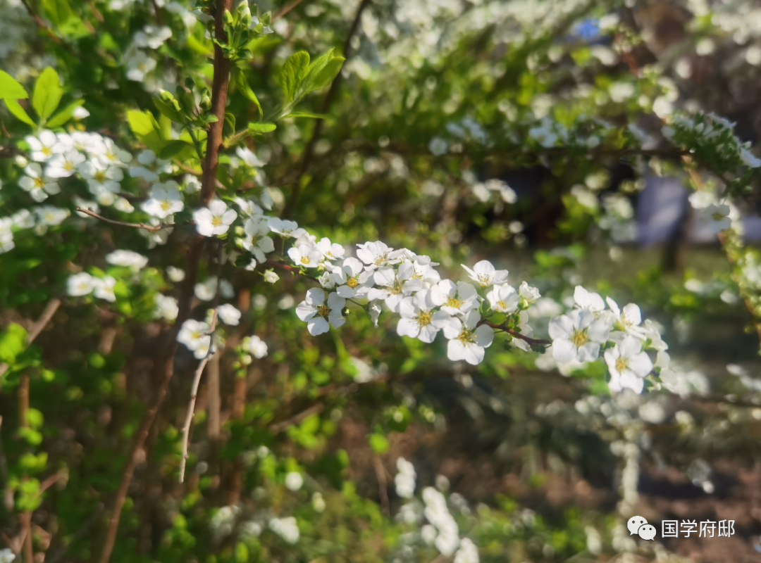 赞美二月唯美诗句（闰二月诗词）