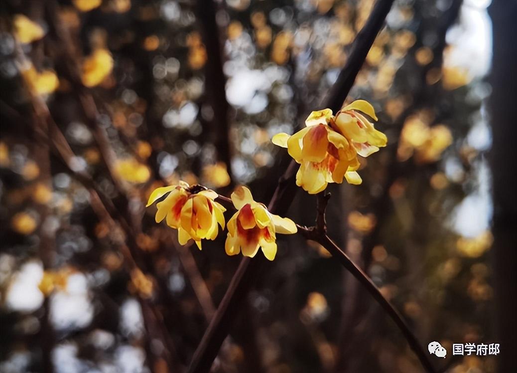 冬天优美的雪花诗句（遇见唯美的冬日诗词）