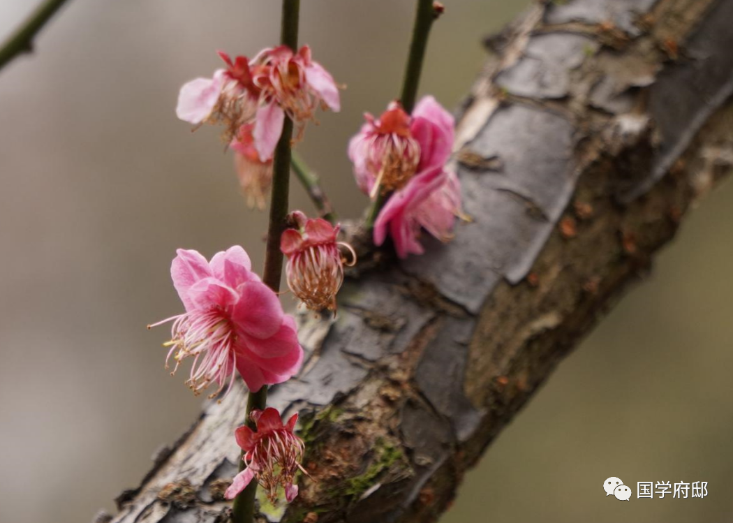 冬天优美的雪花诗句（遇见唯美的冬日诗词）