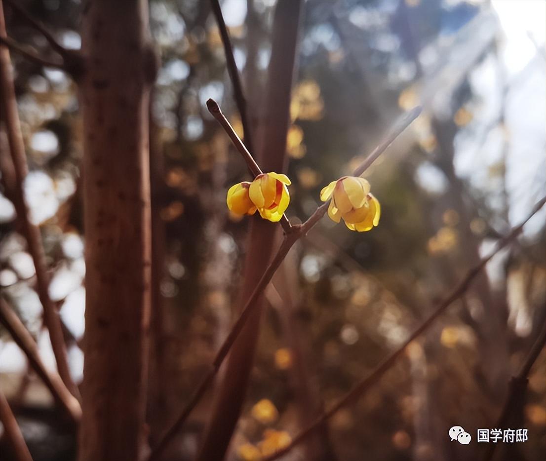 冬天优美的雪花诗句（遇见唯美的冬日诗词）