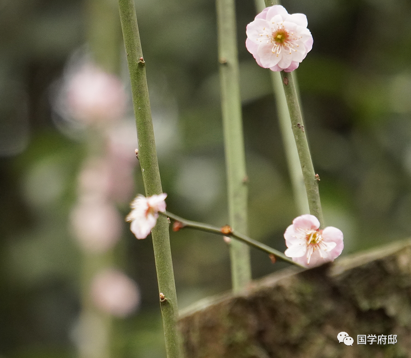 冬天优美的雪花诗句（遇见唯美的冬日诗词）