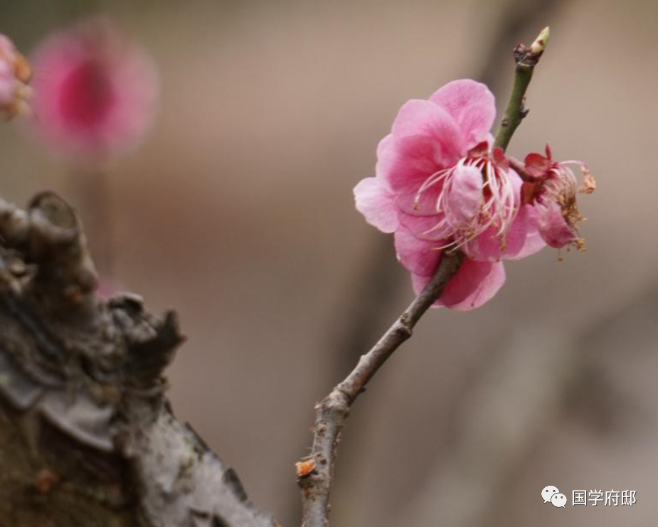 冬天优美的雪花诗句（遇见唯美的冬日诗词）