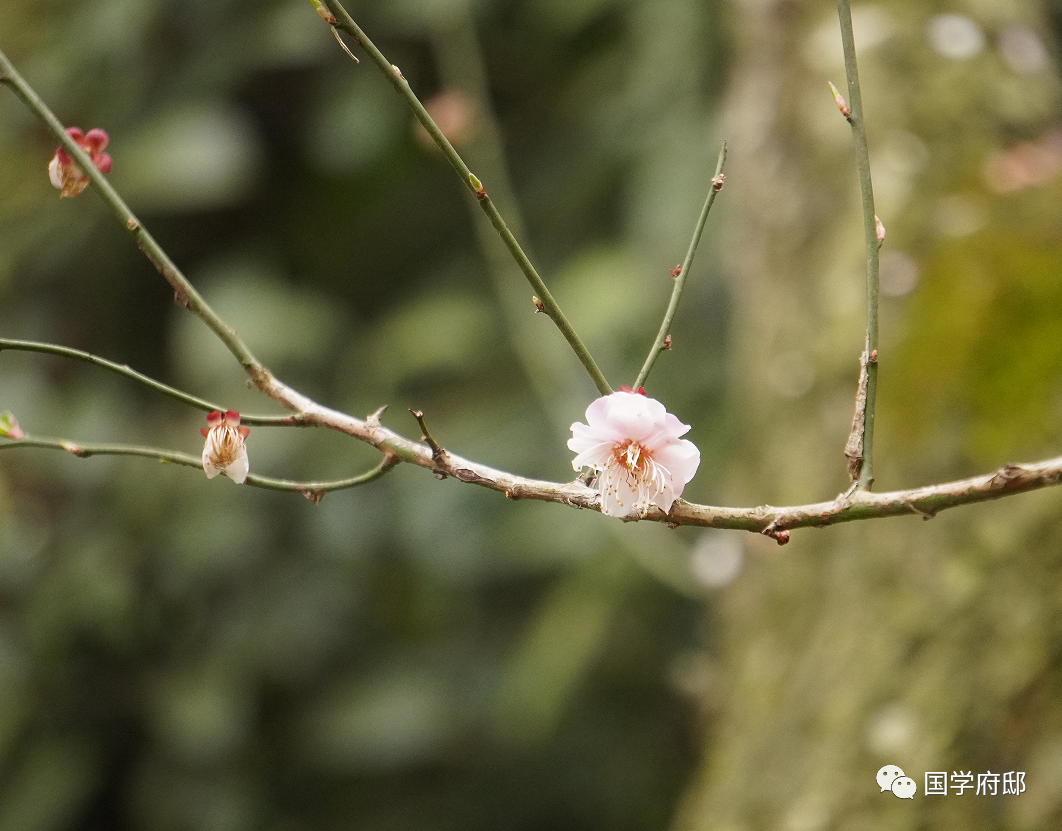 冬天优美的雪花诗句（遇见唯美的冬日诗词）